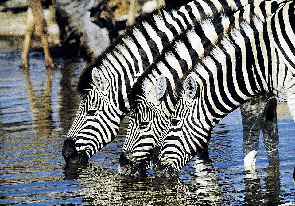 Zebras